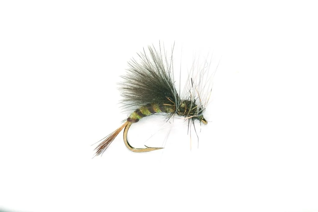funfish381356