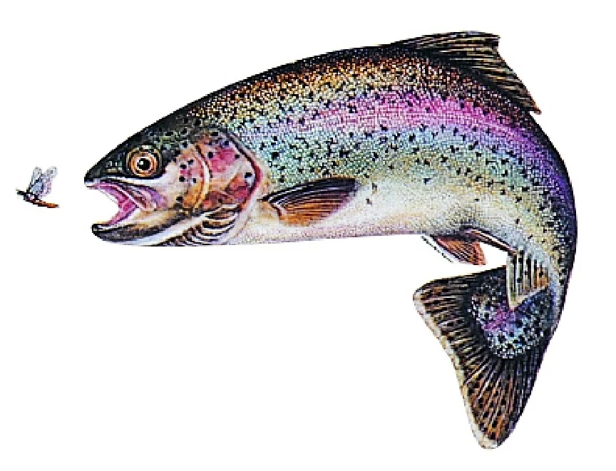 funfish385172