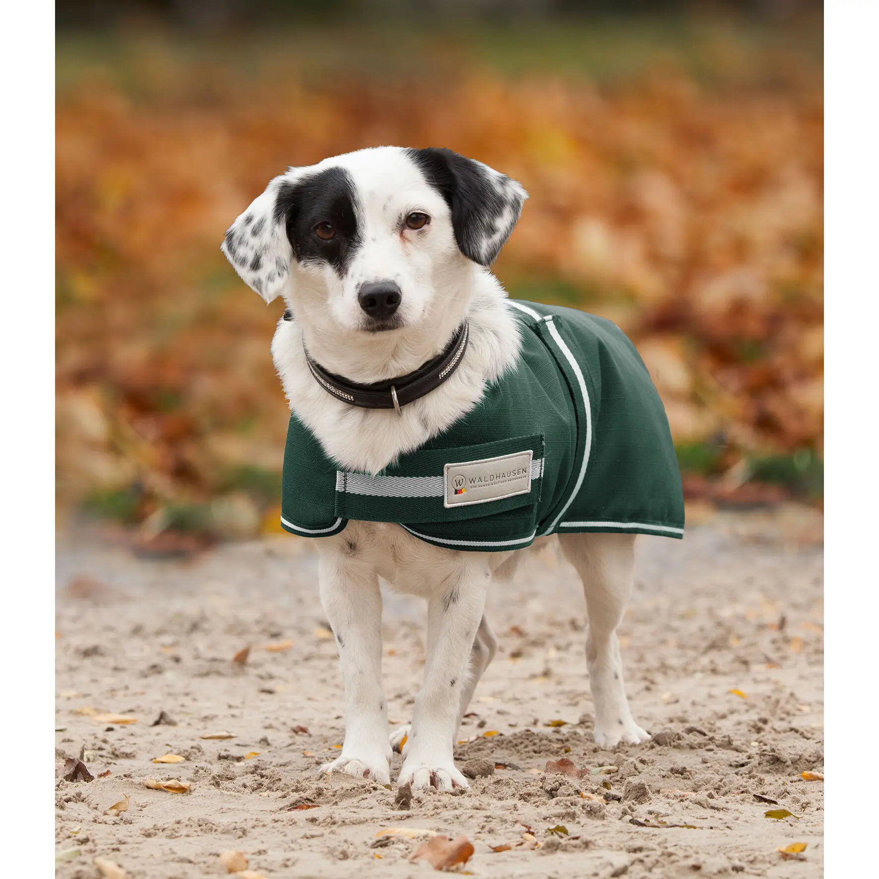 sportisgood1109240
